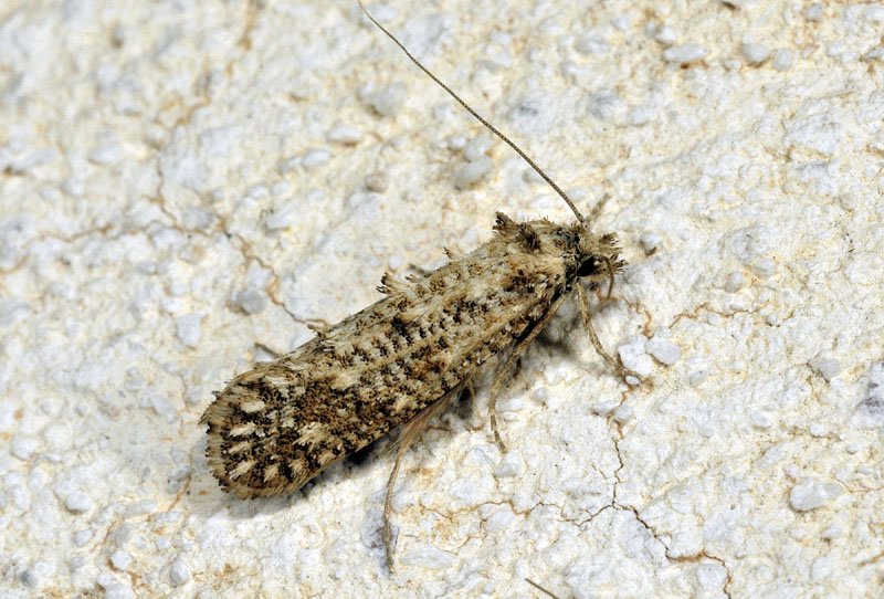 Tineidae: carrellata di 6 specie